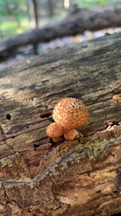Leucopholiota