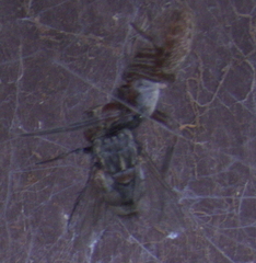 Muscina stabulans