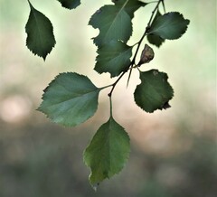 Crataegus viridis