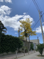 Handroanthus umbellatus