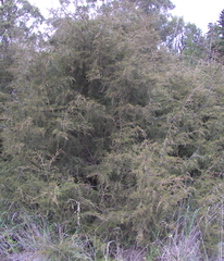 Juniperus