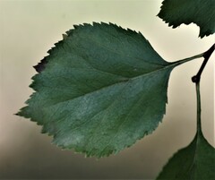 Crataegus viridis