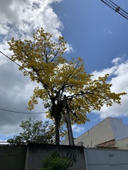 Handroanthus umbellatus
