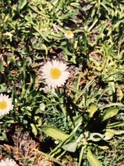 Erigeron glacialis