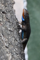 Sceloporus grammicus