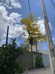 Handroanthus umbellatus