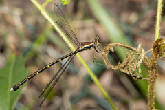 Episynlestes albicaudus