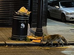 Vulpes vulpes crucigera