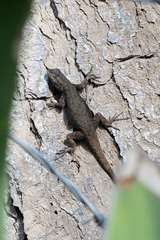 Sceloporus grammicus