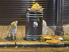 Vulpes vulpes crucigera