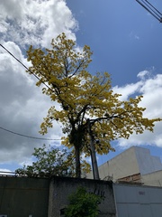 Handroanthus umbellatus