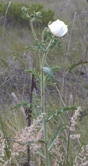Argemone glauca