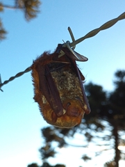 Lasiurus blossevillii