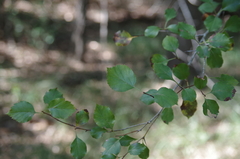 Crataegus viridis