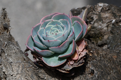 Echeveria