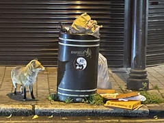 Vulpes vulpes crucigera