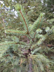 Picea mariana