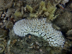 Galaxea fascicularis