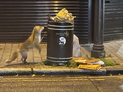 Vulpes vulpes crucigera