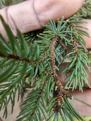 Picea mariana