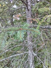 Picea mariana
