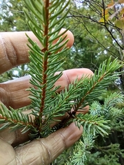 Picea mariana