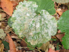 Erysiphe cruciferarum