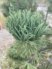 Pinus edulis