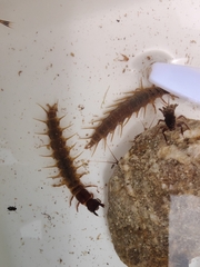 Archichauliodes diversus