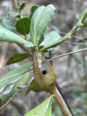 Gnorimoschema baccharisella