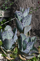 Kalanchoe marmorata