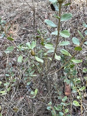 Gnorimoschema baccharisella