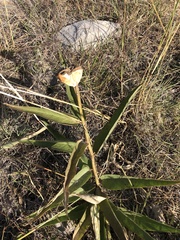 Asclepias asperula