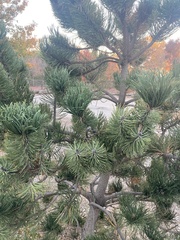 Pinus edulis