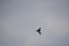 Pipistrellus abramus