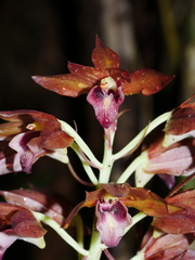 Eulophia zollingeri