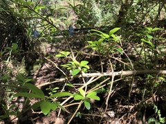 Ligustrum ovalifolium