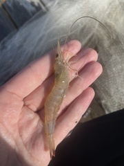 Penaeus
