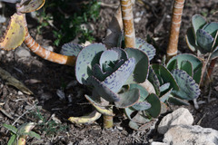 Kalanchoe marmorata