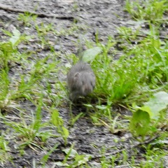 Microtus pennsylvanicus