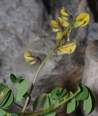 Crotalaria incana