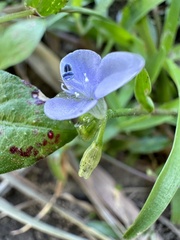 Murdannia loriformis
