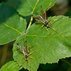 Spilopteron occiputale