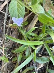 Murdannia loriformis