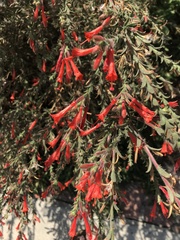 Epilobium canum