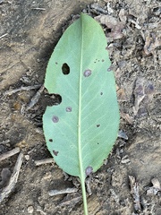 Ruptoseptoria unedonis