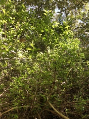 Ligustrum ovalifolium