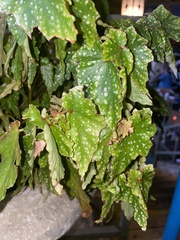 Begonia maculata