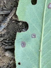 Ruptoseptoria unedonis