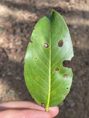 Ruptoseptoria unedonis